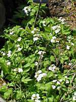 Clematis Alpina (fam. Renonculacees) (01) (Photo F. Mrugala)